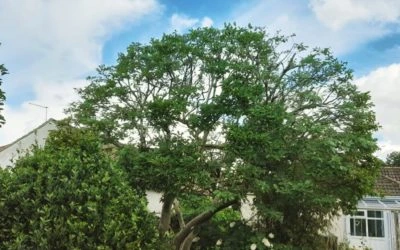 An update from the Bristol Tree Services team