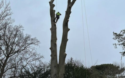 Reducing a monster tree in Bristol