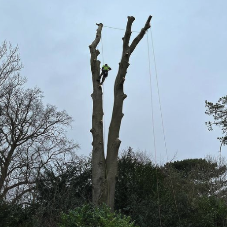 Reducing a monster tree in Bristol