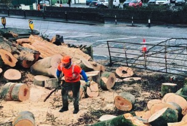 Removing a fallen Beech tree in Keynsham