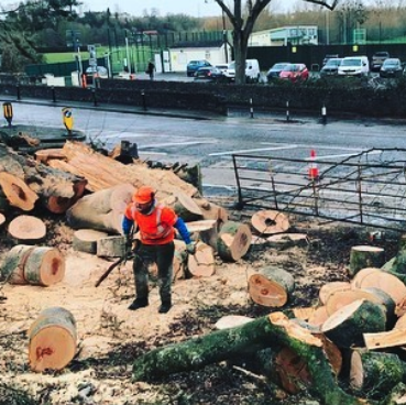 Removing a fallen Beech tree in Keynsham