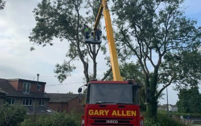 Removal of a large ash tree in Bristol