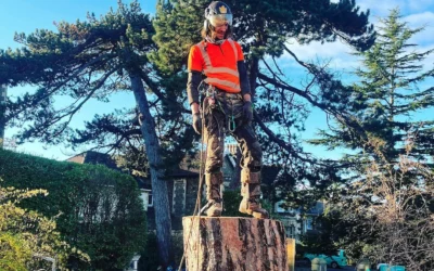 A busy end to 2022 for Bristol Tree Services